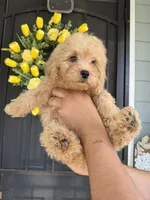 Mocha, a male Cockapoo and Poodle - Toy  for sale in Turlock, CA – 3 of 3