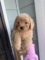 Mocha, a male Cockapoo and Poodle - Toy  for sale in Turlock, CA – Photo 2 of 5