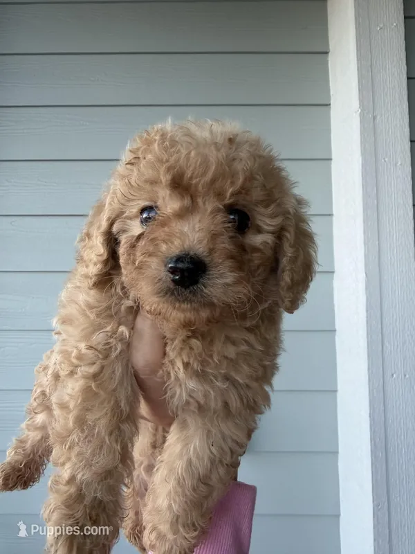 Mocha – Cockapoo, Poodle - Toy  puppy for sale in Turlock, CA