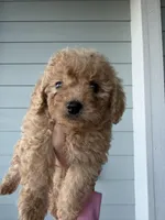 Mocha, a male Cockapoo and Poodle - Toy  for sale in Turlock, CA – Photo 1 of 5