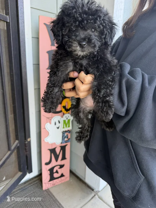 Foxy, a female Cockapoo and Poodle - Toy  for sale in Turlock, CA – 1 of 3