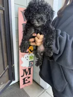 Foxy, a female Cockapoo and Poodle - Toy  for sale in Turlock, CA – 1 of 3