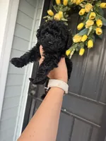 Sophie , a female Cockapoo and Poodle - Toy  for sale in Turlock, CA – 1 of 2
