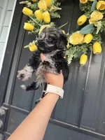Rocky , a male Cockapoo and Poodle - Toy  for sale in Turlock, CA – 2 of 4