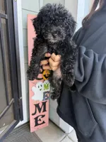 Foxy, a female Cockapoo and Poodle - Toy  for sale in Turlock, CA – 3 of 3
