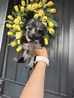 Rocky , a male Cockapoo and Poodle - Toy  for sale in Turlock, CA – 2 of 7
