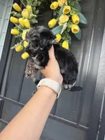 Rocky , a male Cockapoo and Poodle - Toy  for sale in Turlock, CA – 5 of 7