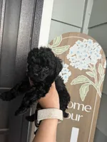 Roxy , a female Poodle - Toy  for sale in Turlock, CA – 2 of 3
