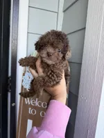 Chanelle  , a female Cockapoo and Poodle - Toy  for sale in Turlock, CA – Photo 4 of 6
