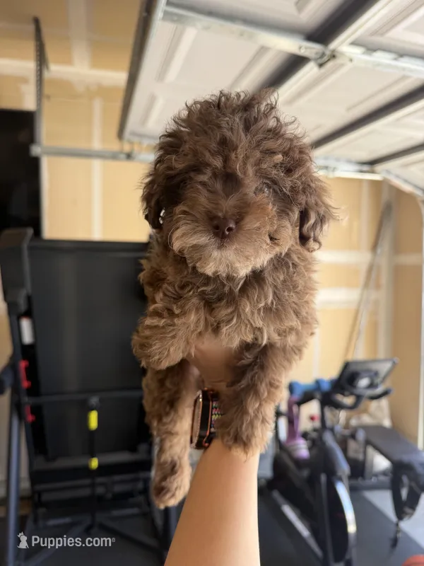 Chanelle   – Cockapoo, Poodle - Toy  puppy for sale in Turlock, CA