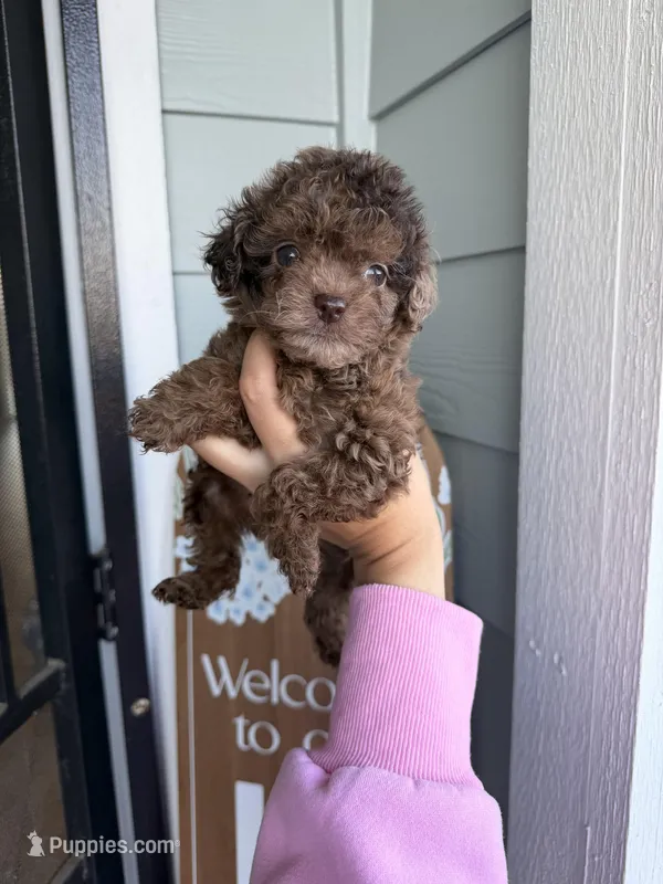 Chanelle   – Cockapoo, Poodle - Toy  puppy for sale in Turlock, CA