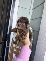 Chanelle  , a female Cockapoo and Poodle - Toy  for sale in Turlock, CA – Photo 6 of 6