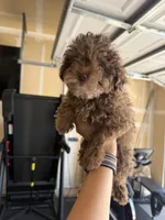Chanelle  , a female Cockapoo and Poodle - Toy  for sale in Turlock, CA – 4 of 4
