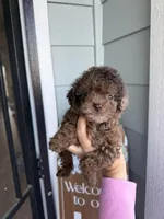 Chanelle  , a female Cockapoo and Poodle - Toy  for sale in Turlock, CA – Photo 2 of 6
