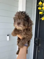 Chanelle  , a female Cockapoo and Poodle - Toy  for sale in Turlock, CA – 3 of 4