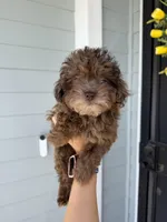 Chanelle  , a female Cockapoo and Poodle - Toy  for sale in Turlock, CA – 2 of 4