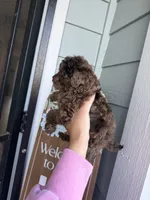 Chanelle  , a female Cockapoo and Poodle - Toy  for sale in Turlock, CA – Photo 5 of 6