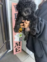 Foxy, a female Cockapoo and Poodle - Toy  for sale in Turlock, CA – 2 of 3