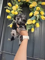 Rocky , a male Cockapoo and Poodle - Toy  for sale in Turlock, CA – 4 of 4