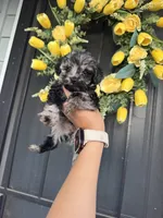 Rocky , a male Cockapoo and Poodle - Toy  for sale in Turlock, CA – 6 of 7