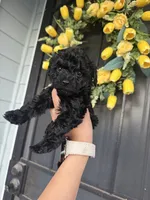 Roxy , a female Poodle - Toy  for sale in Turlock, CA – 3 of 3