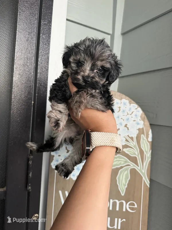 Rocky  – Cockapoo, Poodle - Toy  puppy for sale in Turlock, CA