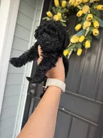 Sophie , a female Cockapoo and Poodle - Toy  for sale in Turlock, CA – 3 of 3