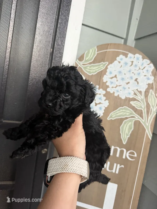 Roxy  – Poodle - Toy  puppy for sale in Turlock, CA