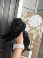 Roxy , a female Poodle - Toy  for sale in Turlock, CA – 1 of 3