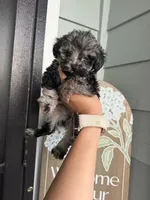Rocky , a male Cockapoo and Poodle - Toy  for sale in Turlock, CA – 7 of 7
