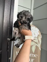 Rocky , a male Cockapoo and Poodle - Toy  for sale in Turlock, CA – 1 of 4