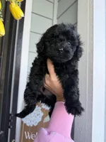 Shadow , a male Cockapoo and Poodle - Toy  for sale in Turlock, CA – Photo 3 of 4