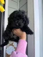 Shadow , a male Cockapoo and Poodle - Toy  for sale in Turlock, CA – Photo 1 of 4