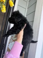 Shadow , a male Cockapoo and Poodle - Toy  for sale in Turlock, CA – Photo 4 of 4