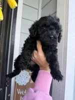 Shadow , a male Cockapoo and Poodle - Toy  for sale in Turlock, CA – Photo 2 of 4