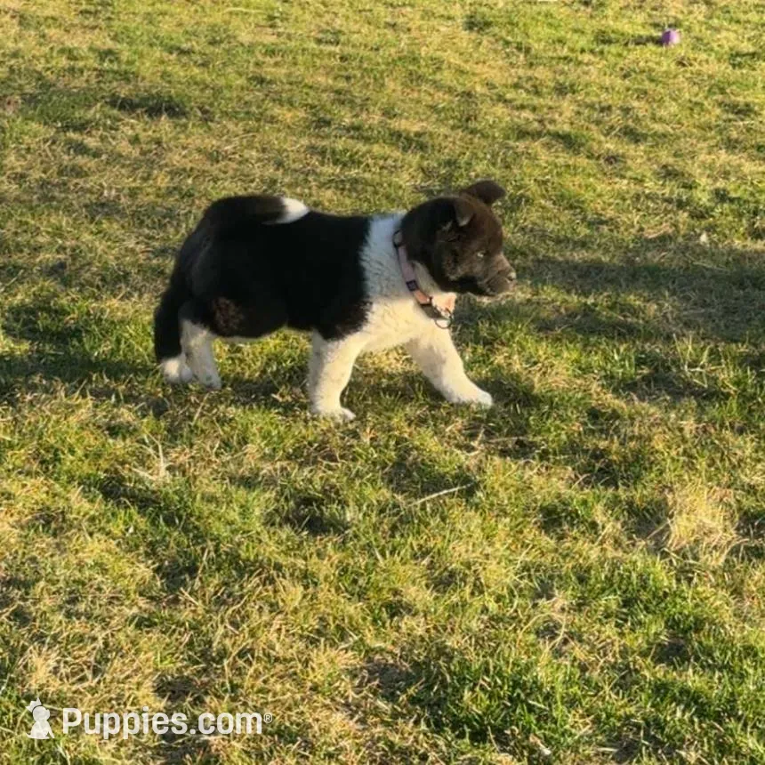 Bella, a female Akita for sale in Nampa, ID – Photo 3 of 3