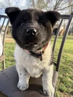 Bella, a female Akita for sale in Nampa, ID – Photo 1 of 3