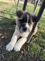 Bruno, a male Akita for sale in Nampa, ID – Photo 1 of 3