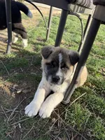  Bruno, a male Akita for sale in Nampa, ID – Photo 2 of 3