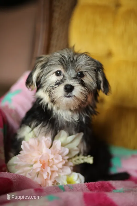 Peppa CKC female  – Yorkshire Terrier puppy for sale in Vidalia, GA