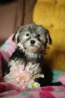 Peppa CKC female , a female Yorkshire Terrier for sale in Vidalia, GA – 1 of 10