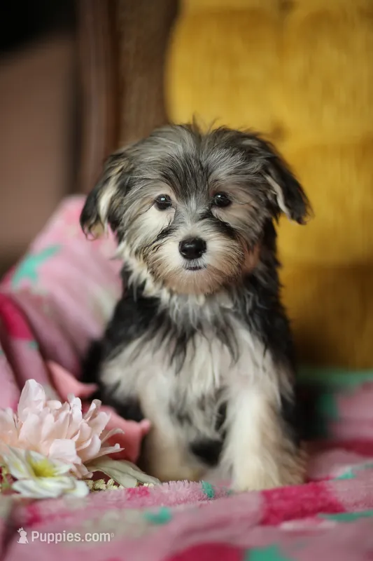 Peppa CKC Female  – Yorkshire Terrier puppy for sale in Vidalia, GA