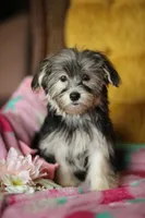 Peppa CKC female , a female Yorkshire Terrier for sale in Vidalia, GA – 6 of 10