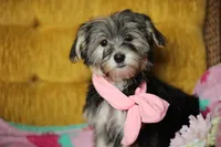 Peppa CKC female , a female Yorkshire Terrier for sale in Vidalia, GA – 10 of 10