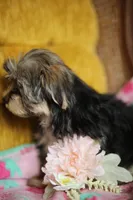 Peppa CKC female , a female Yorkshire Terrier for sale in Vidalia, GA – 9 of 10