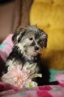 Peppa CKC female , a female Yorkshire Terrier for sale in Vidalia, GA – 8 of 10