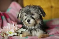 Peppa CKC female , a female Yorkshire Terrier for sale in Vidalia, GA – 5 of 10