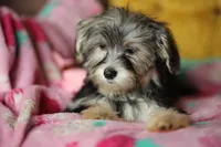 Peppa CKC female , a female Yorkshire Terrier for sale in Vidalia, GA – 3 of 10