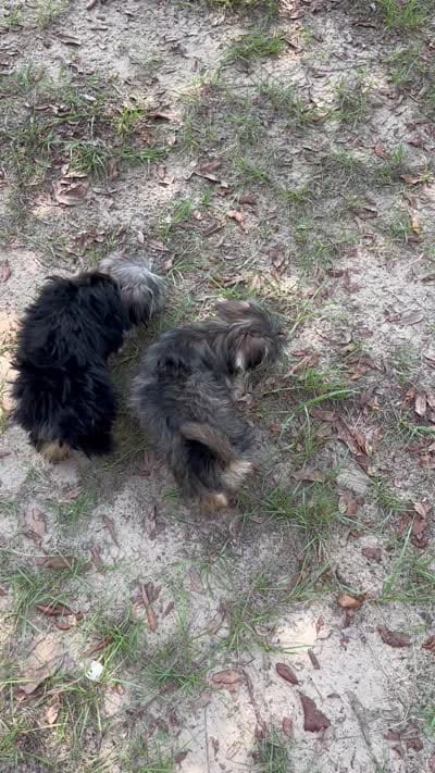Peppa CKC Female Yorkie, a female Yorkshire Terrier for sale in Vidalia, GA – 9 of 9