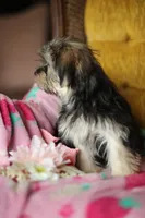 Peppa CKC female , a female Yorkshire Terrier for sale in Vidalia, GA – 4 of 10